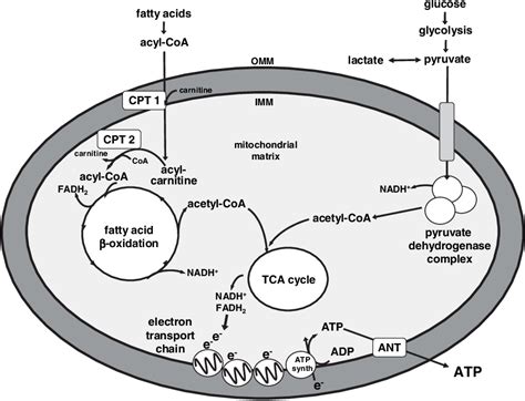 Pdf Peroxisome Proliferatoractivated Receptor Cid Coactivator