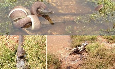 Amazing Photos Of Snake Attacking Crocodile Winning And Then