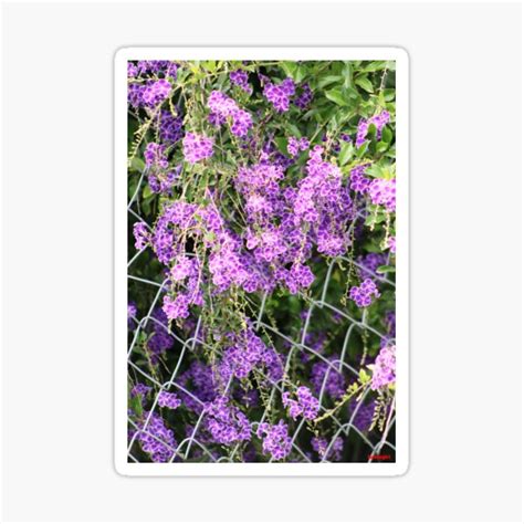 Fence Of Duranta Flowers Sticker For Sale By Havocgirl Redbubble