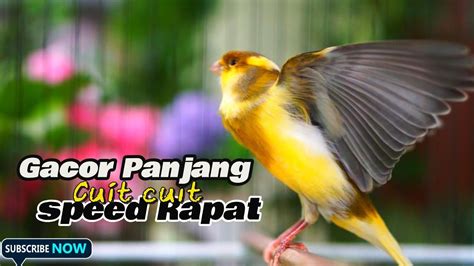 Kenari Gacor Panjang Speed Rapat Cuit Cuit Ngerol Pancingan Kenari Paud