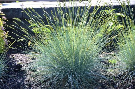 Blue Oat Grass • Kiwi Nurseries Ltd