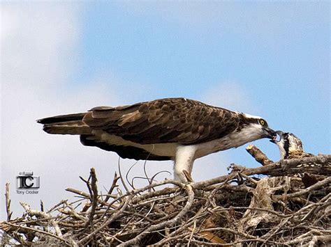 Osprey Facts – Friends of the Osprey