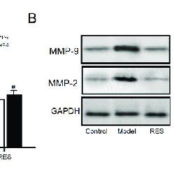 Mrna And Protein Expression Of Nf B In Mice N Weeks After