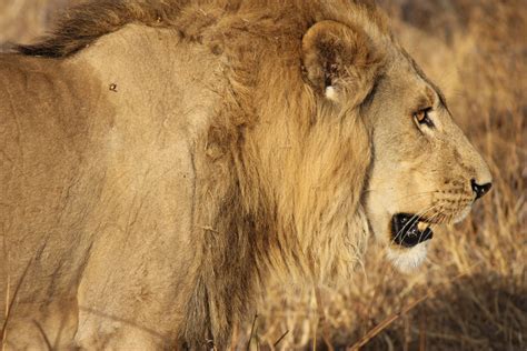 Kostenlose foto Natur Abenteuer männlich Tierwelt Afrika Mähne