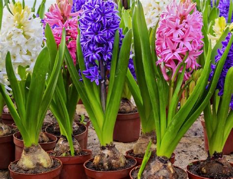 Bulbs for Spring | Pro 1 Landscaping