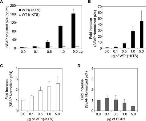 The Wilms Tumor 1 Wt1 Gene Kts Isoform Functions With A Cte To