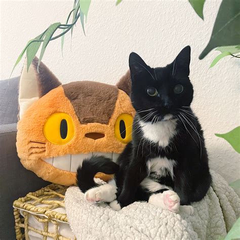 Totoro Coussin En Peluche Catbus Nakayoshi Mon Voisin Totoro