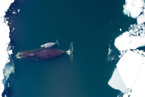 Bowhead Whale | NOAA Fisheries