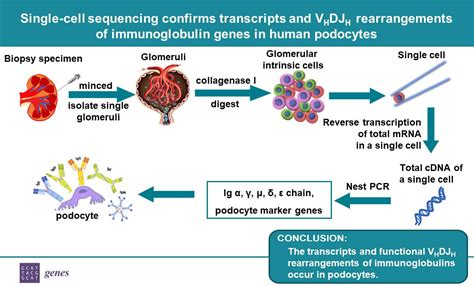 Genes Free Full Text Single Cell Sequencing Confirms Transcripts And Vhdjh Rearrangements Of