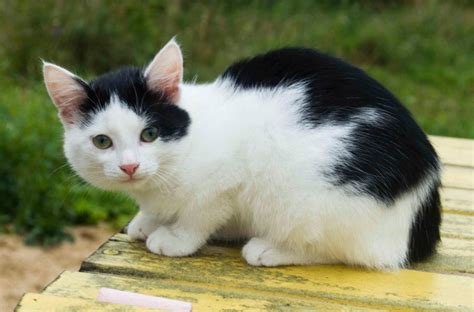 7 Bicolor Pattern Variations In Cats And Why They Occur PetHelpful