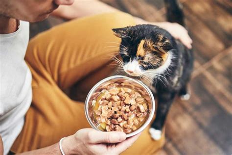 Katze richtig füttern Alles was Sie wissen sollten