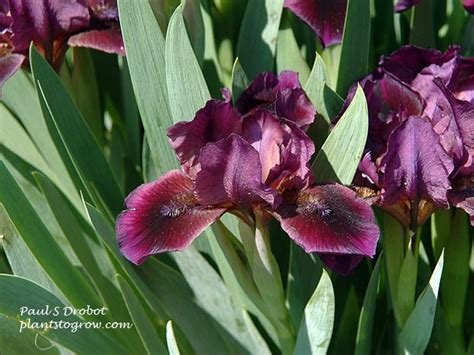 Dwarf Iris | Plants To Grow Plants Database by Paul S. Drobot