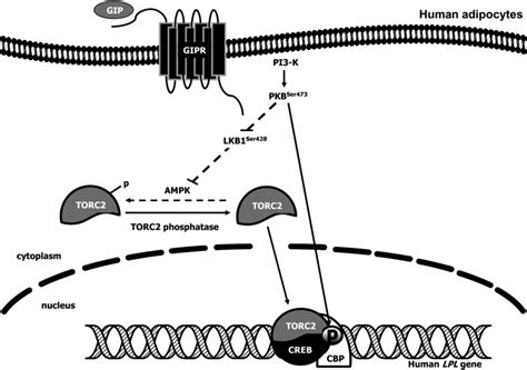 GIP Increases Human Adipocyte LPL Expression Through CREB And TORC2