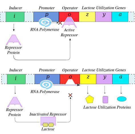 Gene Regulation in Prokaryotes | Biology for Non-Majors I