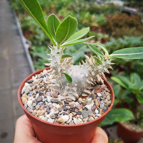 Pachypodium brevicaule x densiflorum F2 Uhlig Kakteen Über 5000