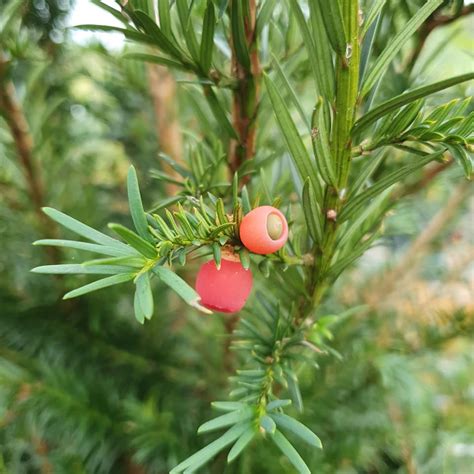 Taxus Baccata Fastigiata Irish Yew