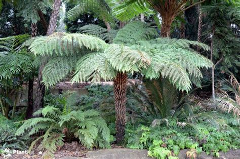 Rough Tree Fern Cyathea Australis 500 Fresh Spores My Seeds