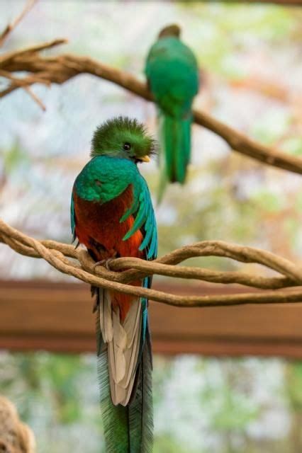 New Pair Of Endangered Quetzal Birds In Reproduction Program At Xcaret