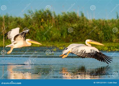 Pelican Flying Over Water at Sunrise in the Danube Delta Stock Image - Image of reservation ...