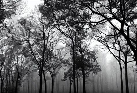 Trees With Large Canopy Black Hue Walkway Misty OpenArt