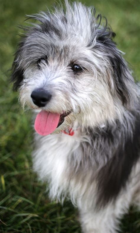 Energetic, smart, affectionate, and adorable, the Aussiedoodle (also known as the Aussiepoo or ...