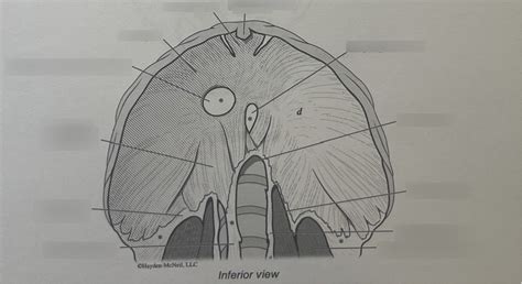 Diaphragm Diagram Quizlet