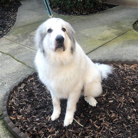 Miller C Great Pyrenees Rescue Of Atlanta