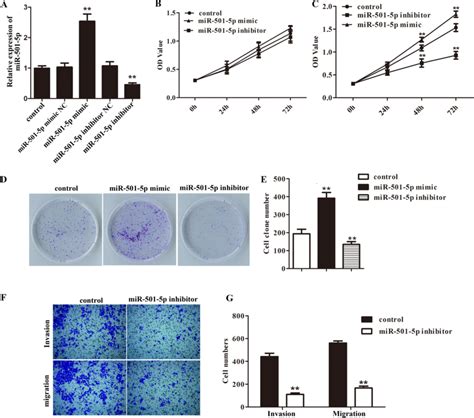 Silenced Mir 501 5p Inhibited Hnscc Cells Growth And Metastasis