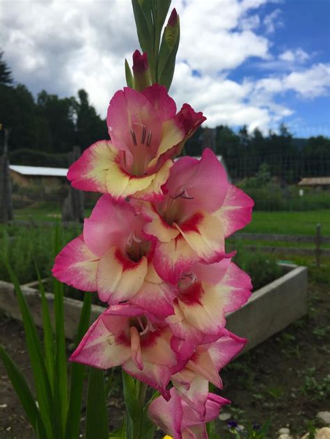 Gladiolus Plant Care And Collection Of Varieties