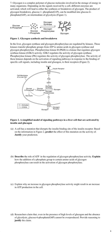 7 Glycogen is a complex polymer of glucose | StudyX