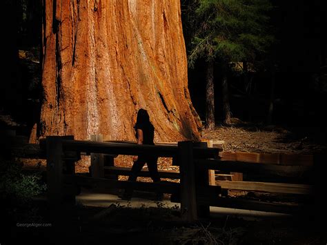 giant sequoia georgealgercom