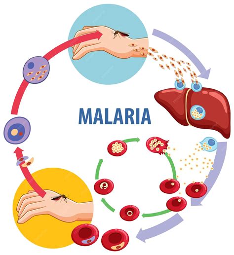 Free Vector | Science education malaria transmission cycle explained