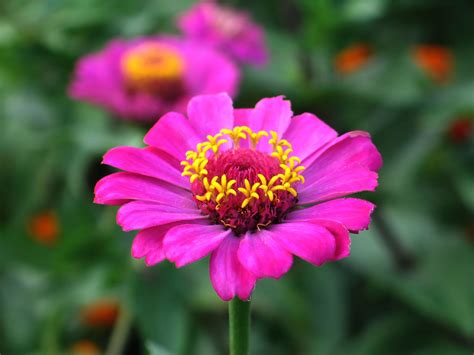 Zinnia Flor Ornamental Que A Las Mariposas Les Gusta Comer