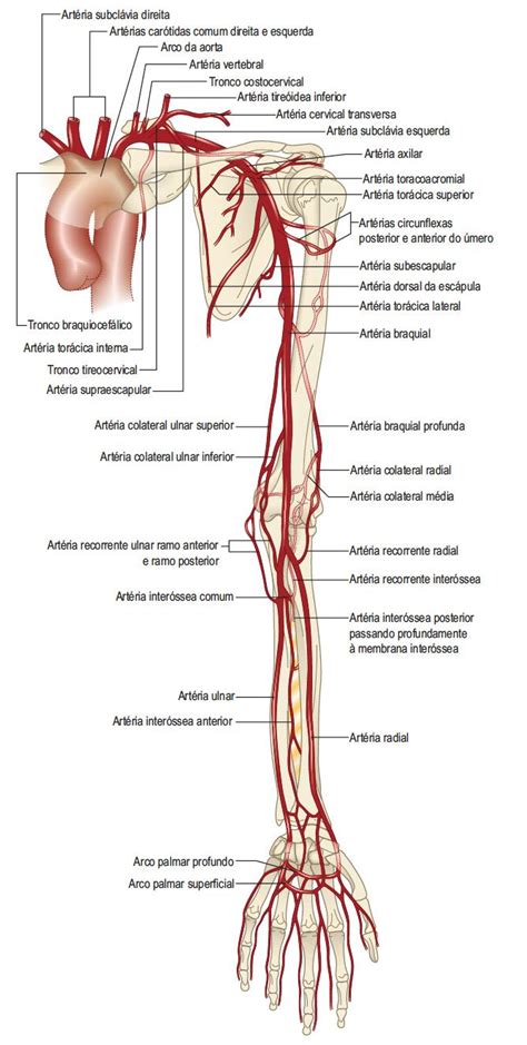 Arterias Do Membro Superior - artérias do membro superior Medicine Notes, Medicine Studies, Cath Lab ...