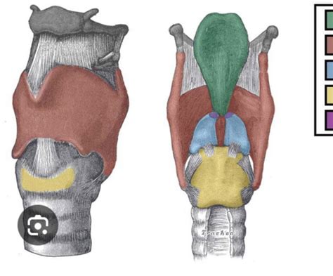 Larynx Flashcards Quizlet