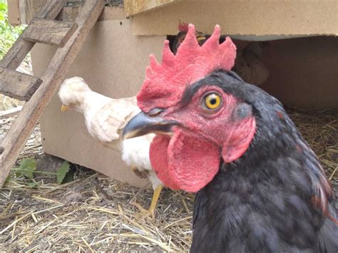 А что куры? А куры как люди | Пикабу