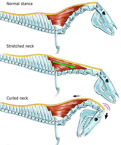 Rollkur How And Why Not Why Not Horse Anatomy Horses Show Horses