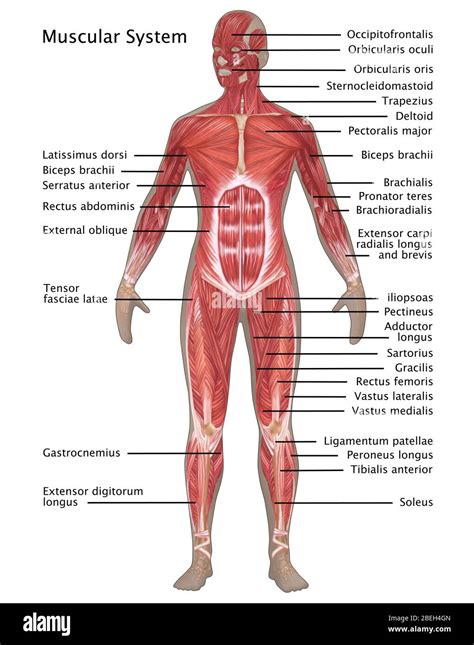 Female muscular system Cut Out Stock Images & Pictures - Alamy