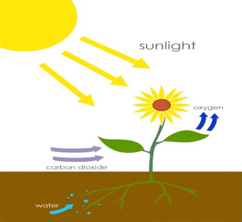 Photosynthesis | Definition, Process, Importance, and Facts