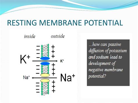 PPT - RESTING MEMBRANE POTENTIAL AND ACTION POTENTIAL PowerPoint ...