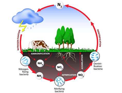 Energy Flow in Ecosystem