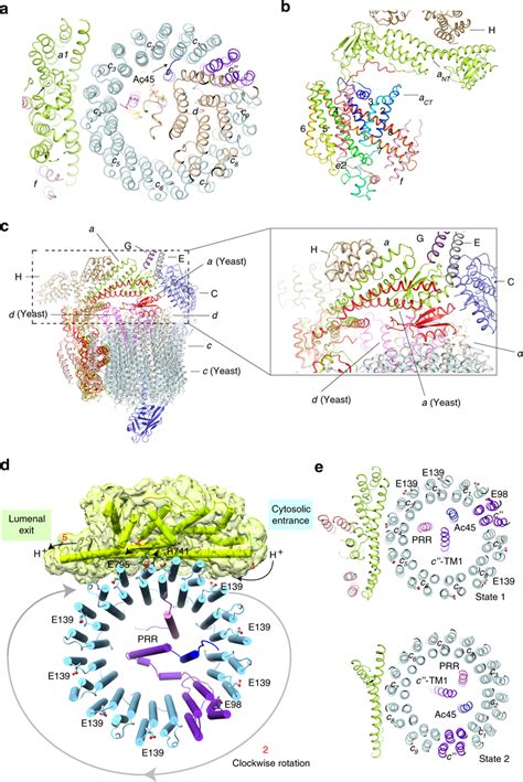 Proton Translocation And The Rotation Of Vo Domain A Overall Structure