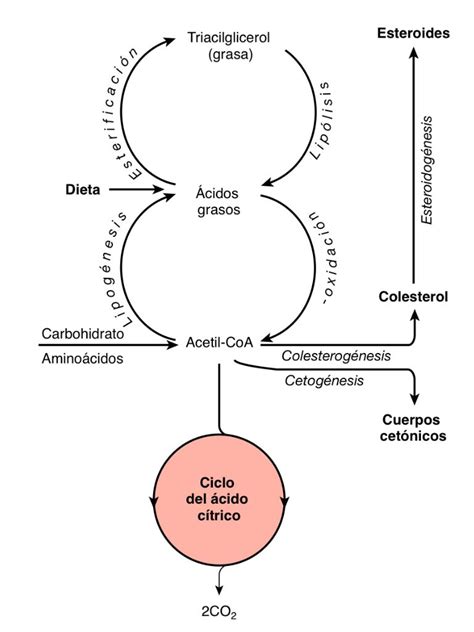 Vias Metabolicas Principales Glucolisis Y Fotosintesis Biologia Celular