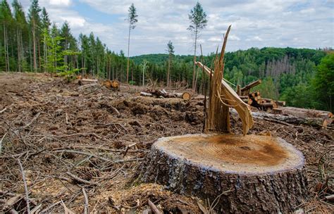 Deforestation Effects Confronting Its Consequences On Earth