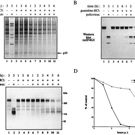 Shutoff Of Host Protein Synthesis And Cleavage Of Eif Gi And Eif Gii