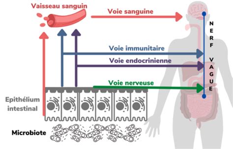 L intestin Notre deuxième cerveau Codifra