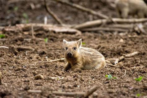 Cute Baby Wild Boar in Its Natural Habitat Stock Photo - Image of ...