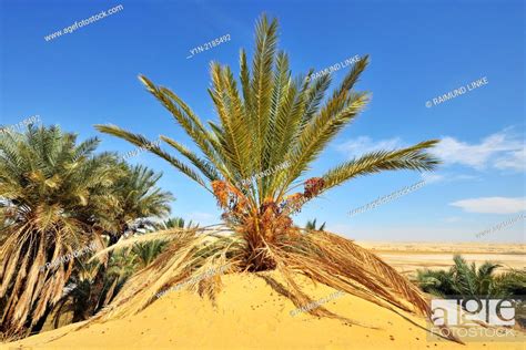 Sahara Desert Date Palm