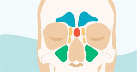 There Are Four Pairs Of Sinuses Named For The Skull Bones In Which