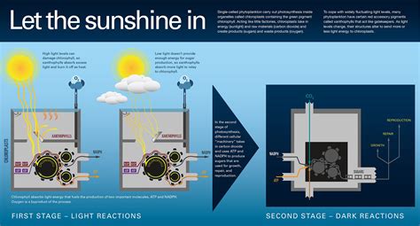 Photosynthesis process featuring its light and dark stages – Woods Hole ...